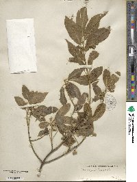 Euonymus hamiltonianus image