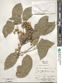 Euonymus hamiltonianus image