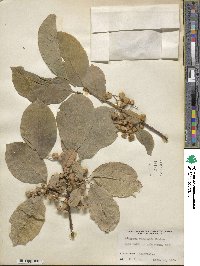 Euonymus hamiltonianus image