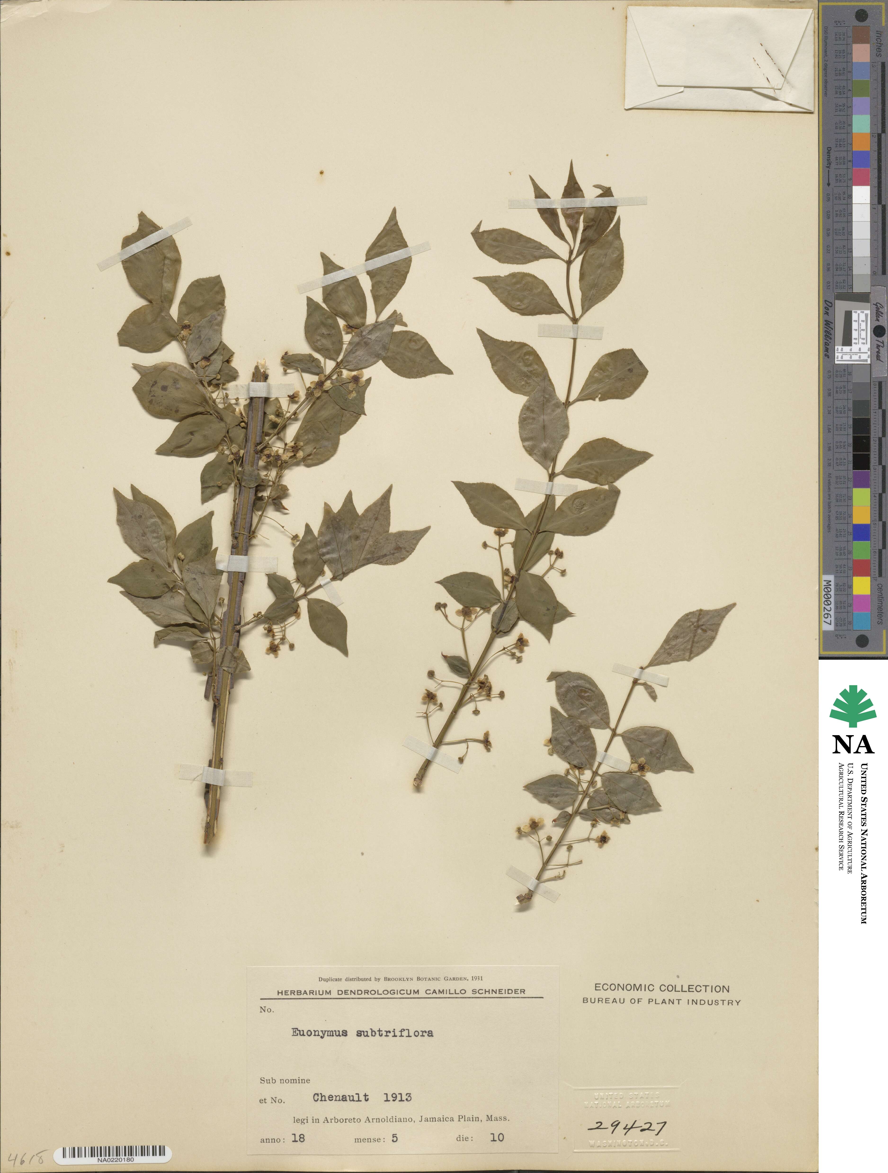 Euonymus subtriflorus image