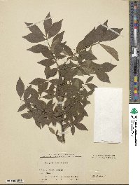 Euonymus alatus image