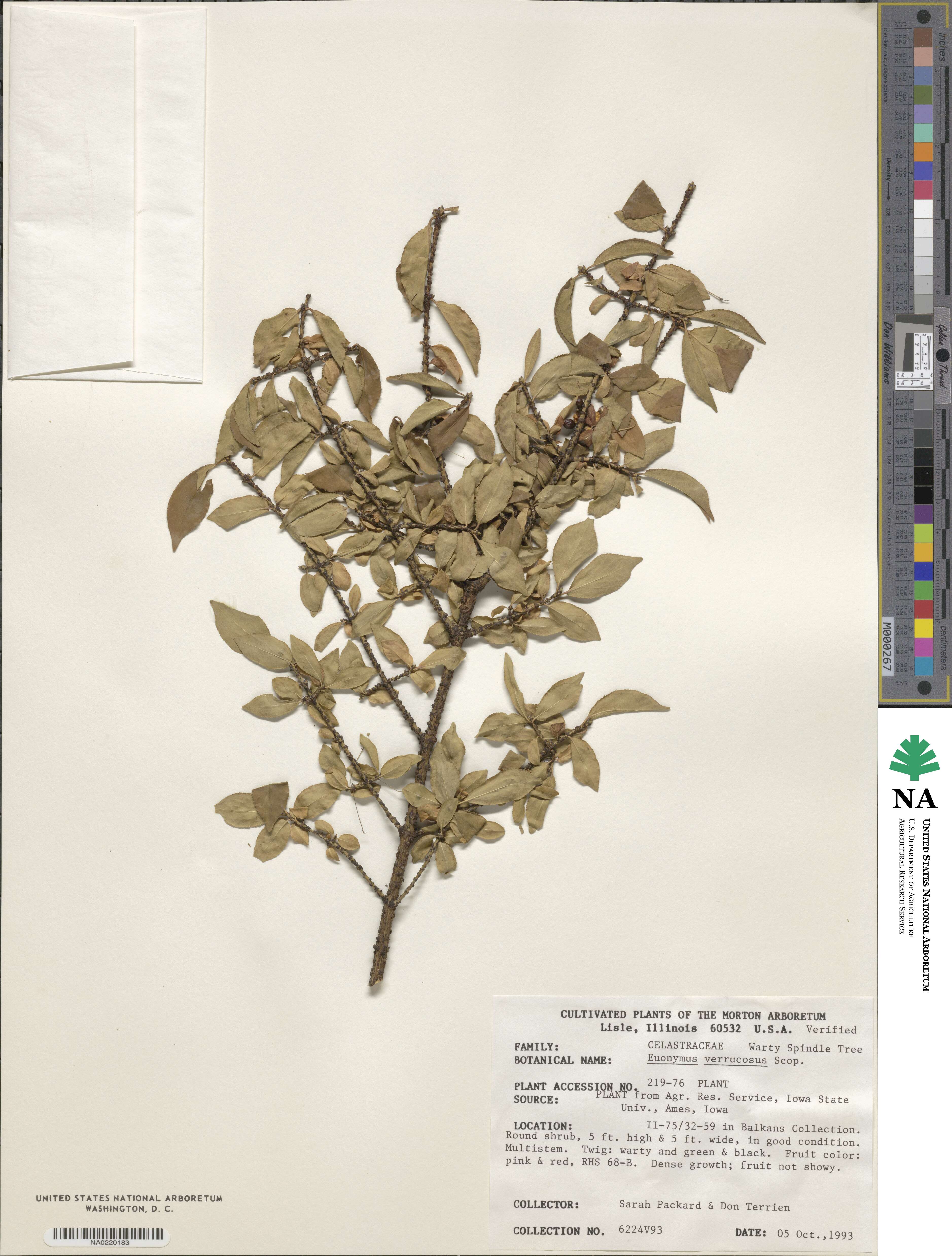 Euonymus verrucosus image