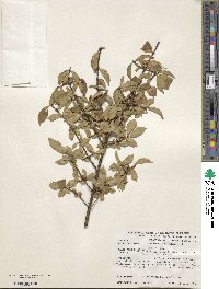 Euonymus verrucosus image