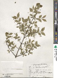 Euonymus verrucosus image