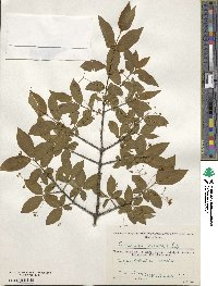 Euonymus verrucosus image