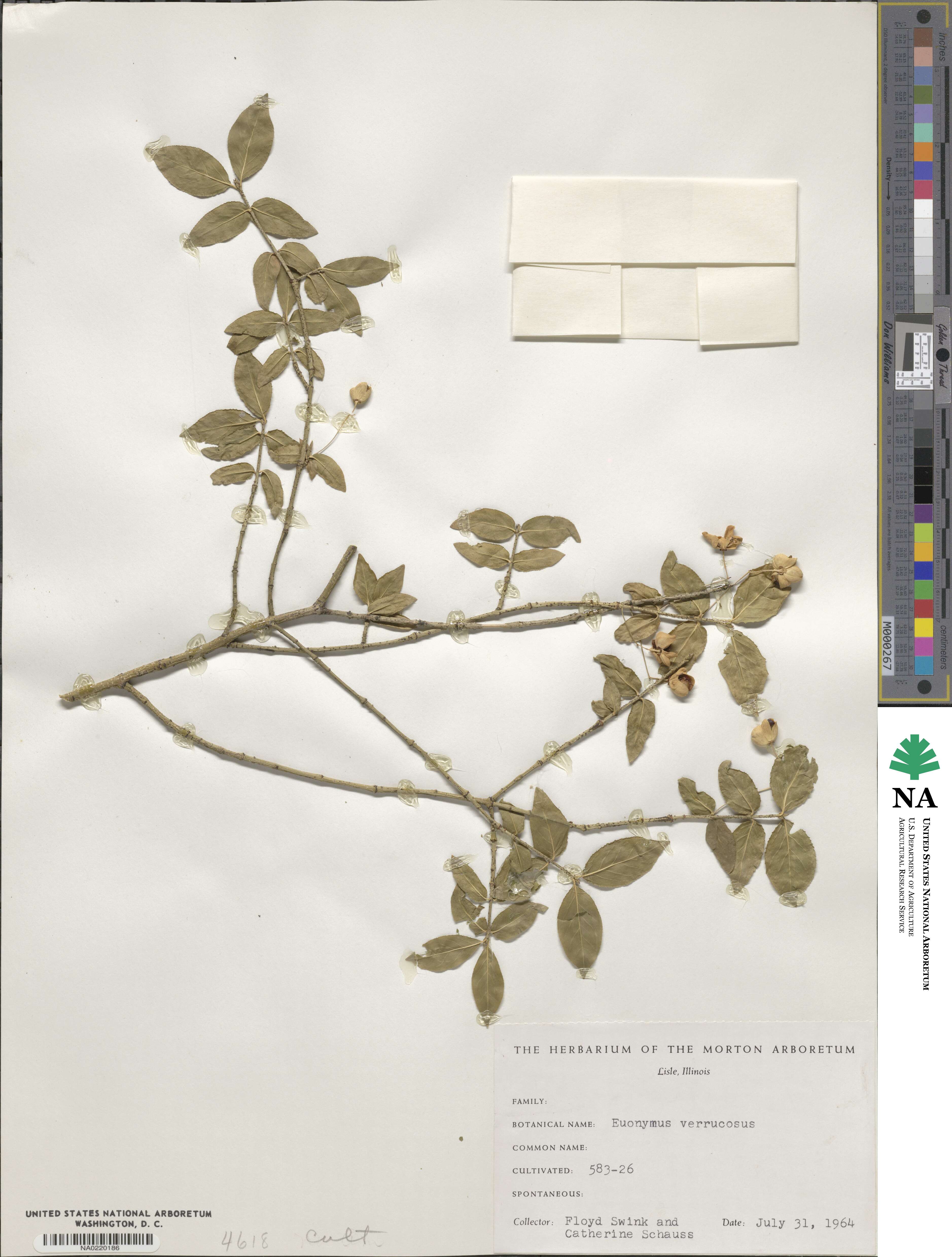 Euonymus verrucosus image