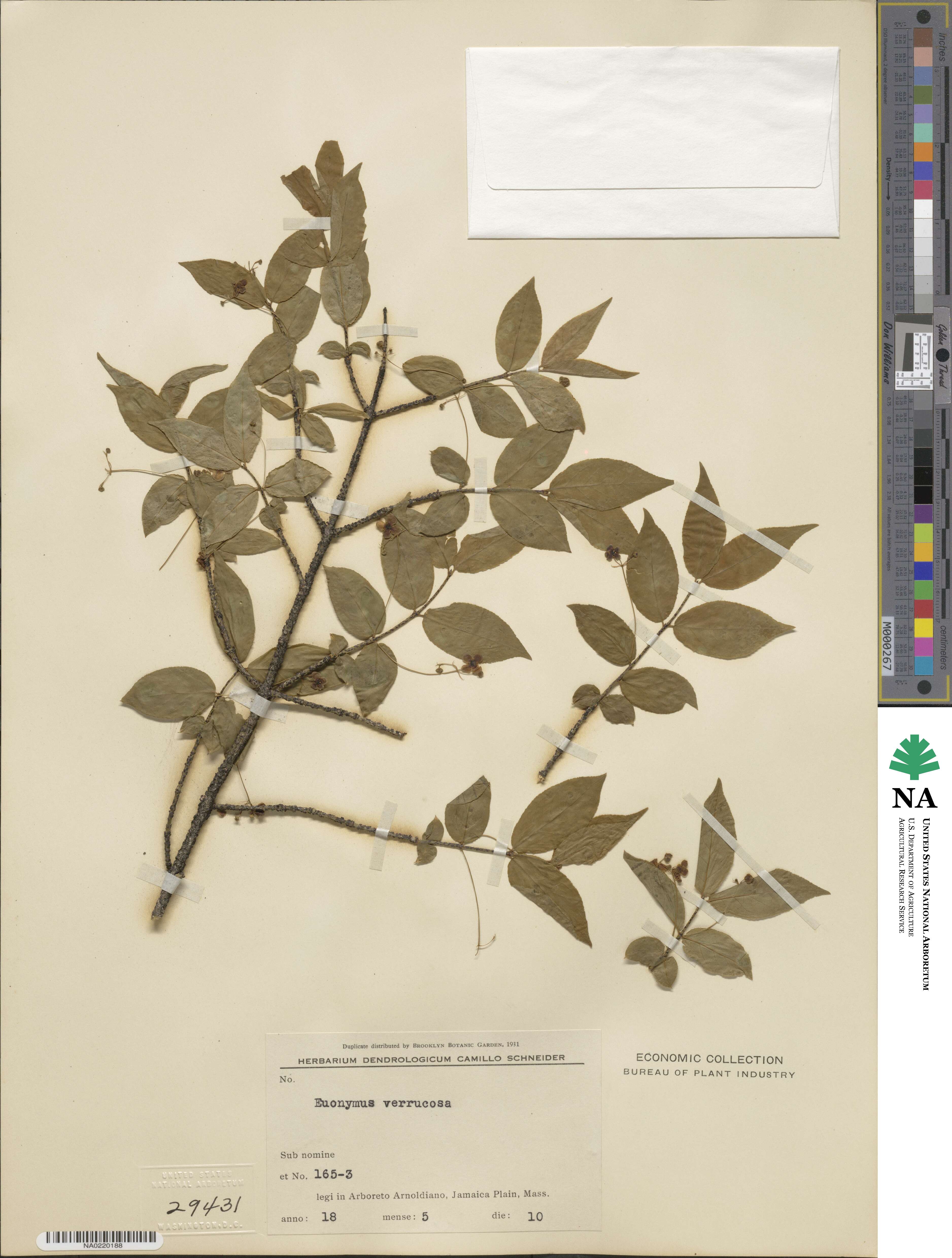 Euonymus verrucosus image