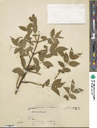 Euonymus verrucosus image