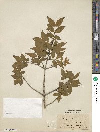 Euonymus verrucosus image