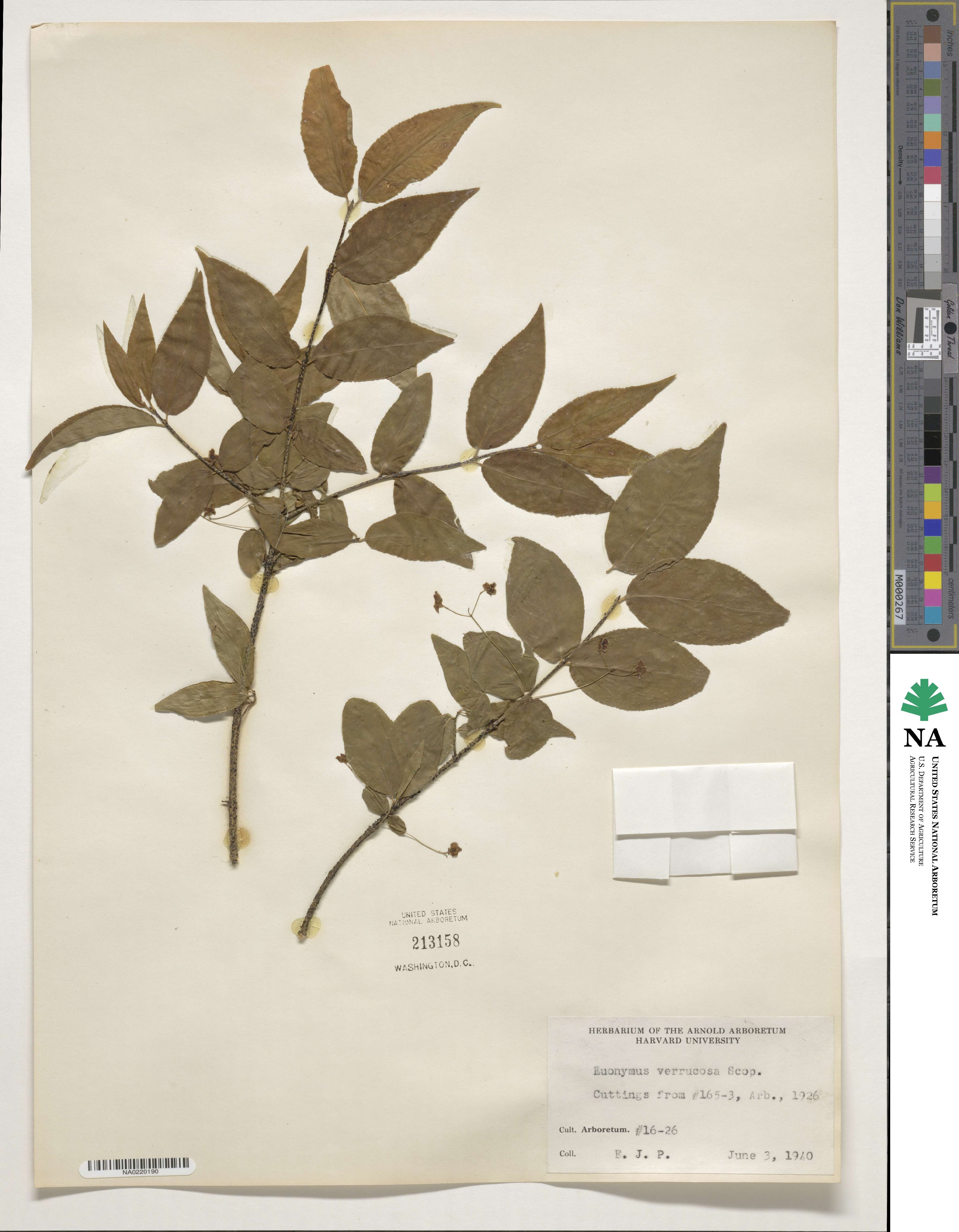 Euonymus verrucosus image