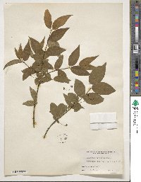 Euonymus verrucosus image