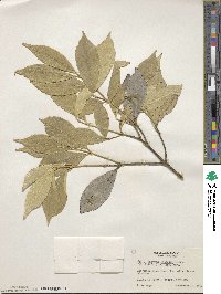 Euonymus wilsonii image