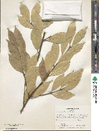 Euonymus wilsonii image