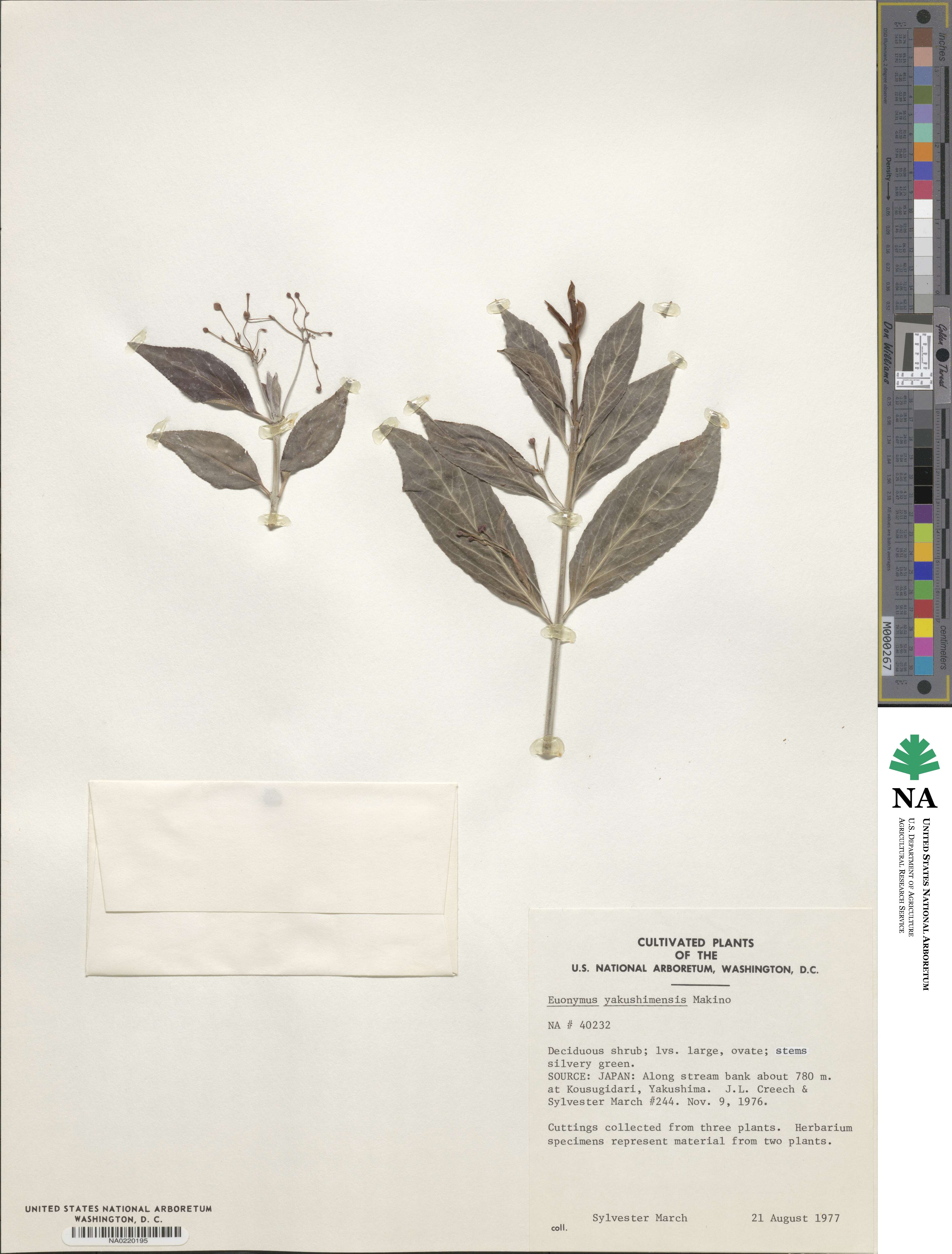 Euonymus yakushimensis image