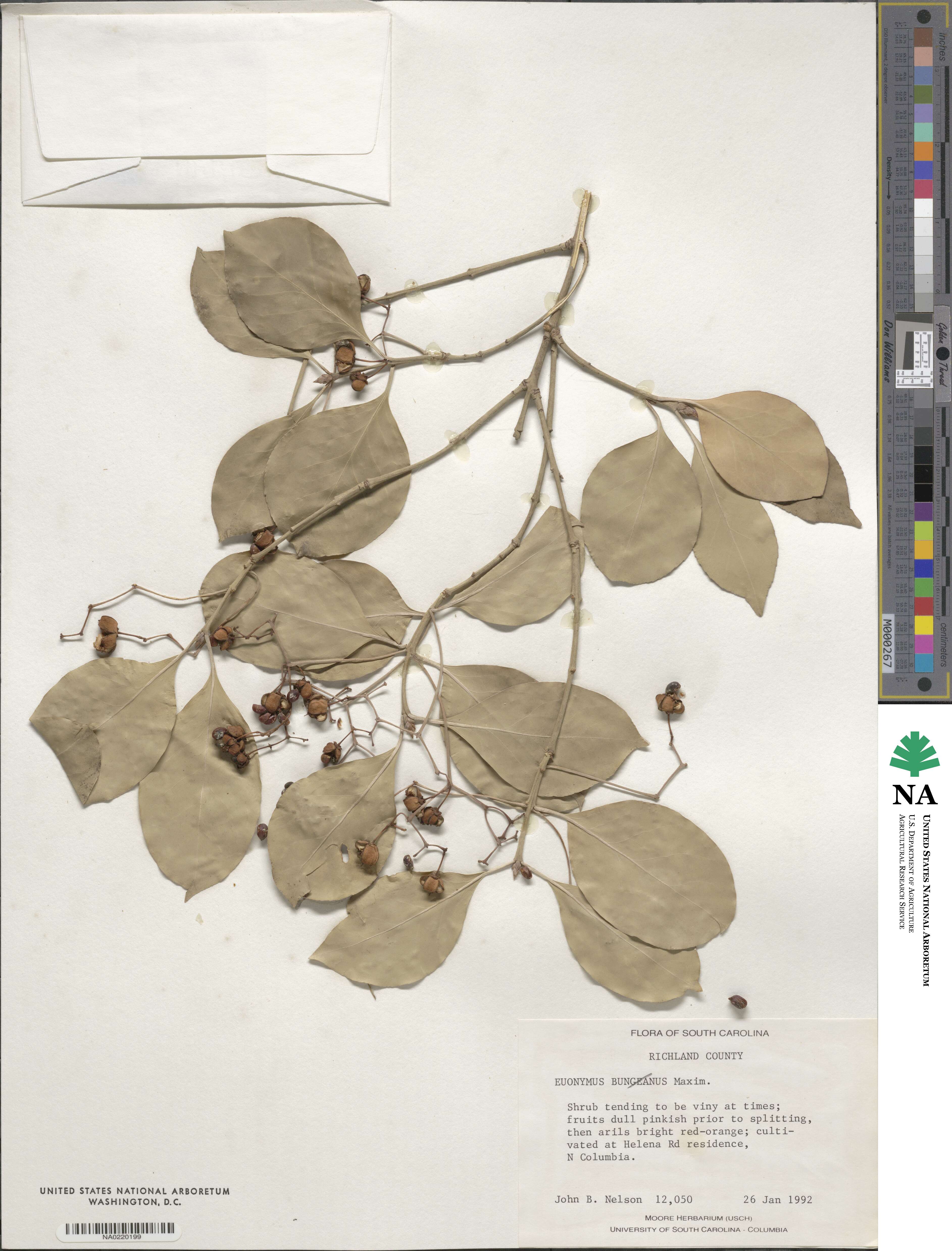 Euonymus image