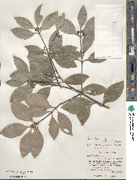 Microtropis japonica image