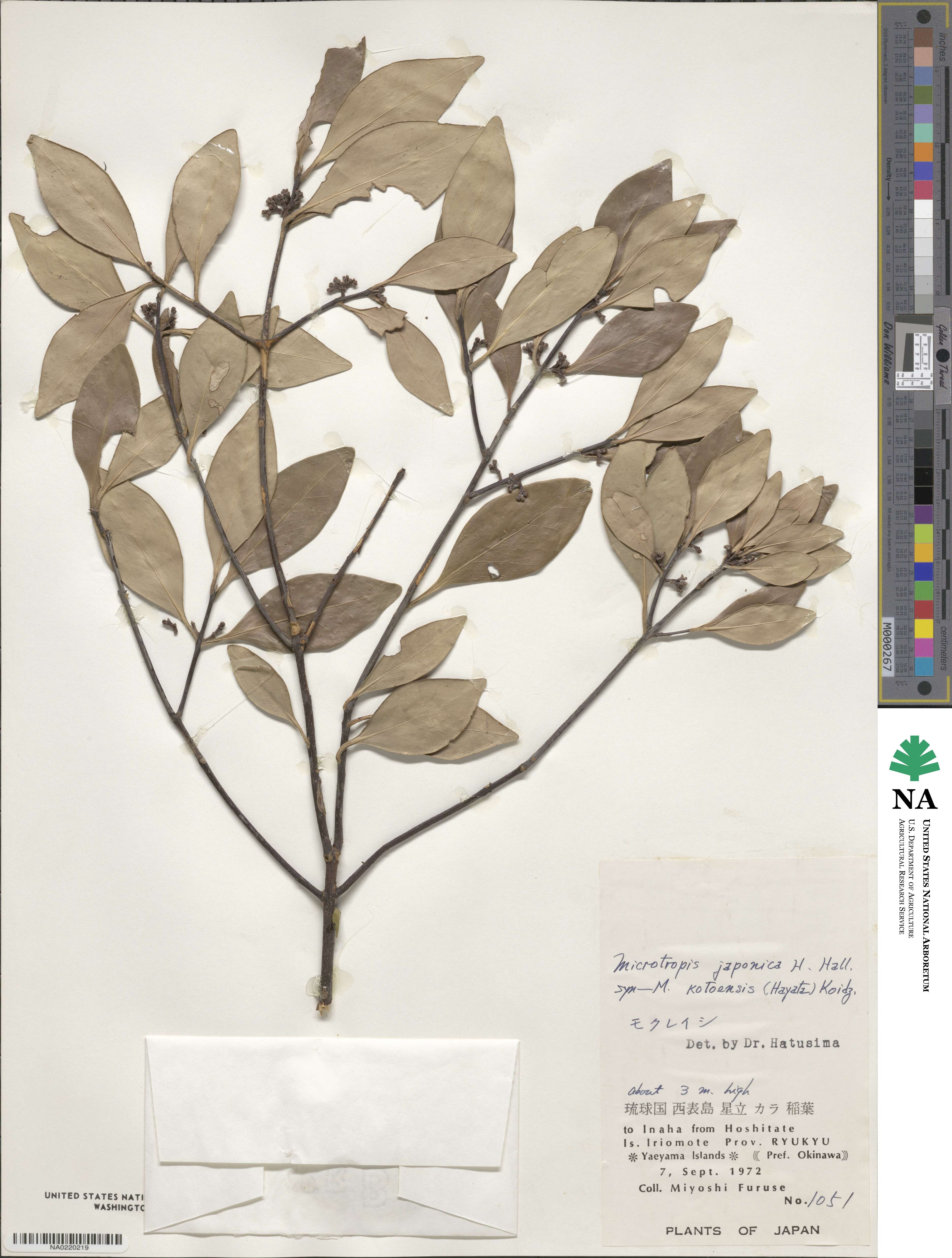 Microtropis japonica image