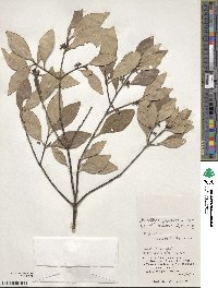 Microtropis japonica image