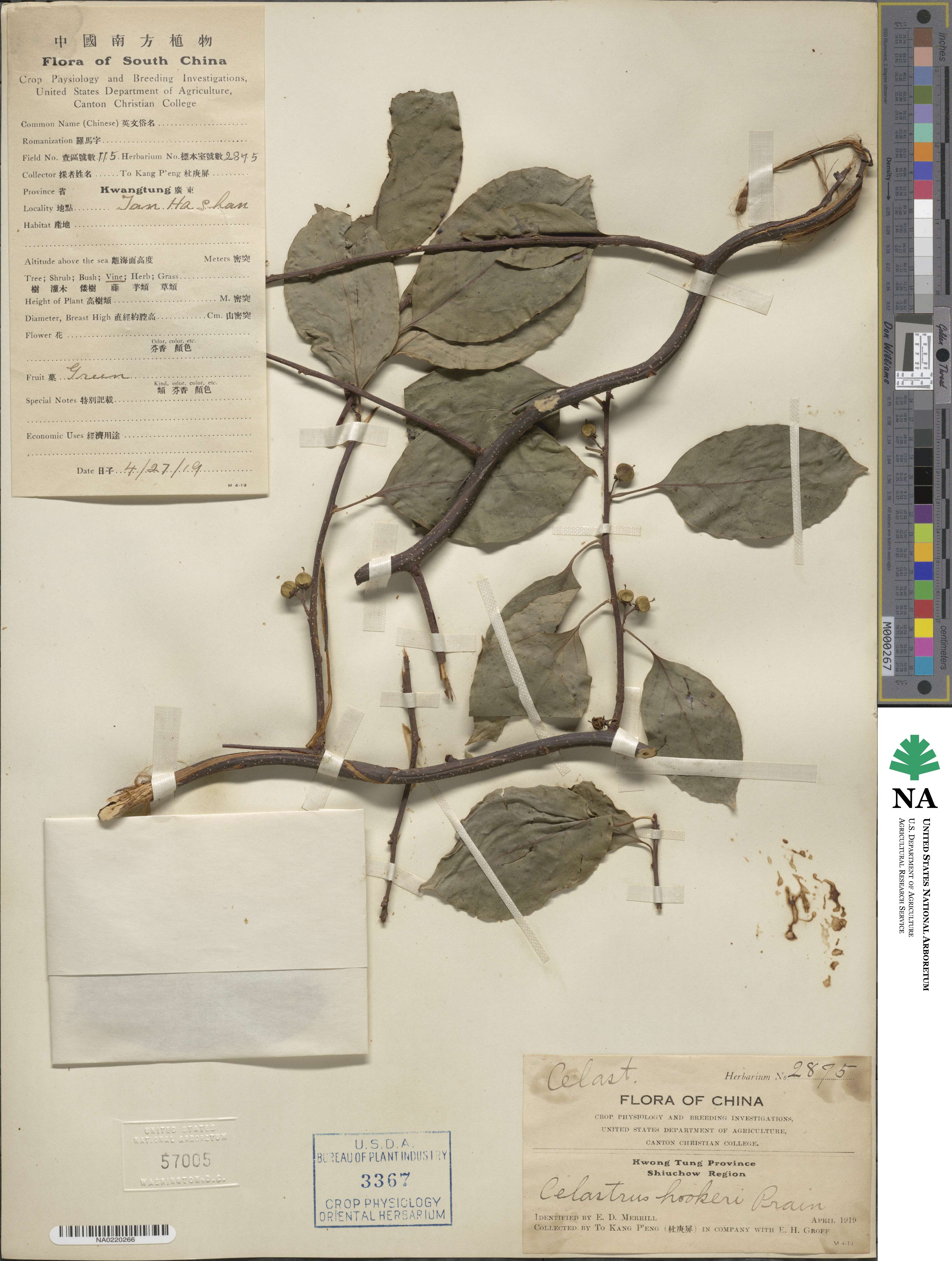 Celastrus hookeri image