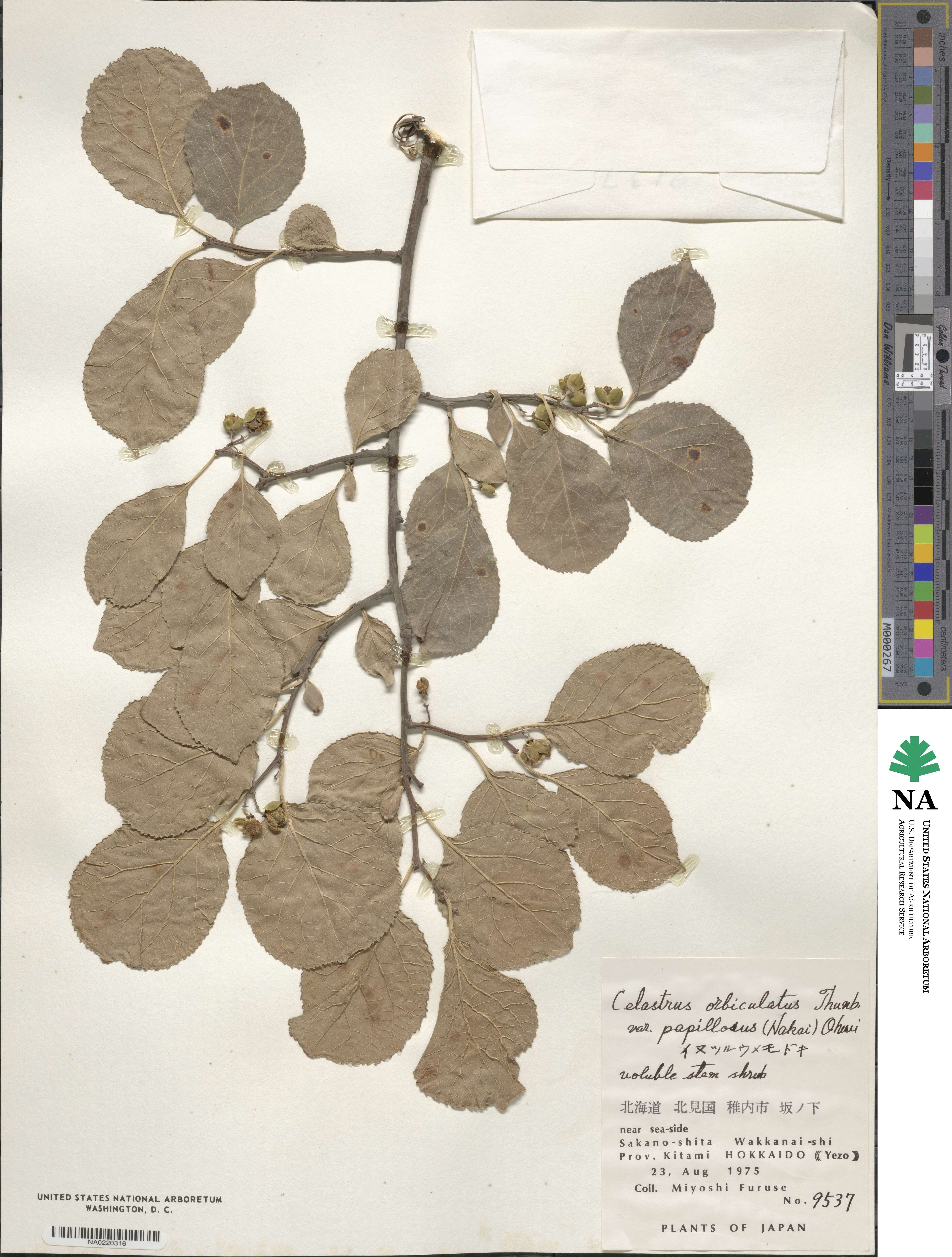 Celastrus orbiculatus image
