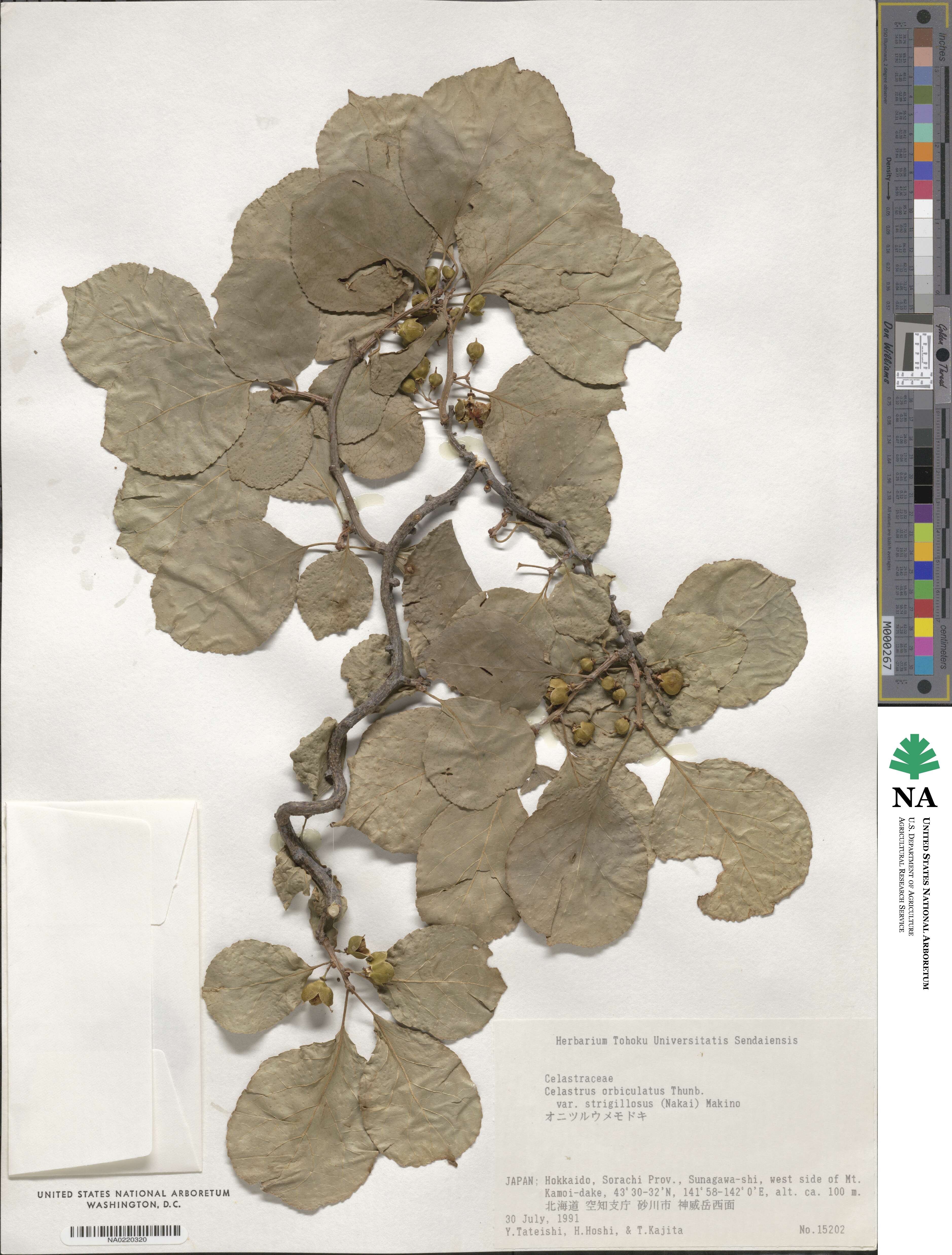 Celastrus orbiculatus image