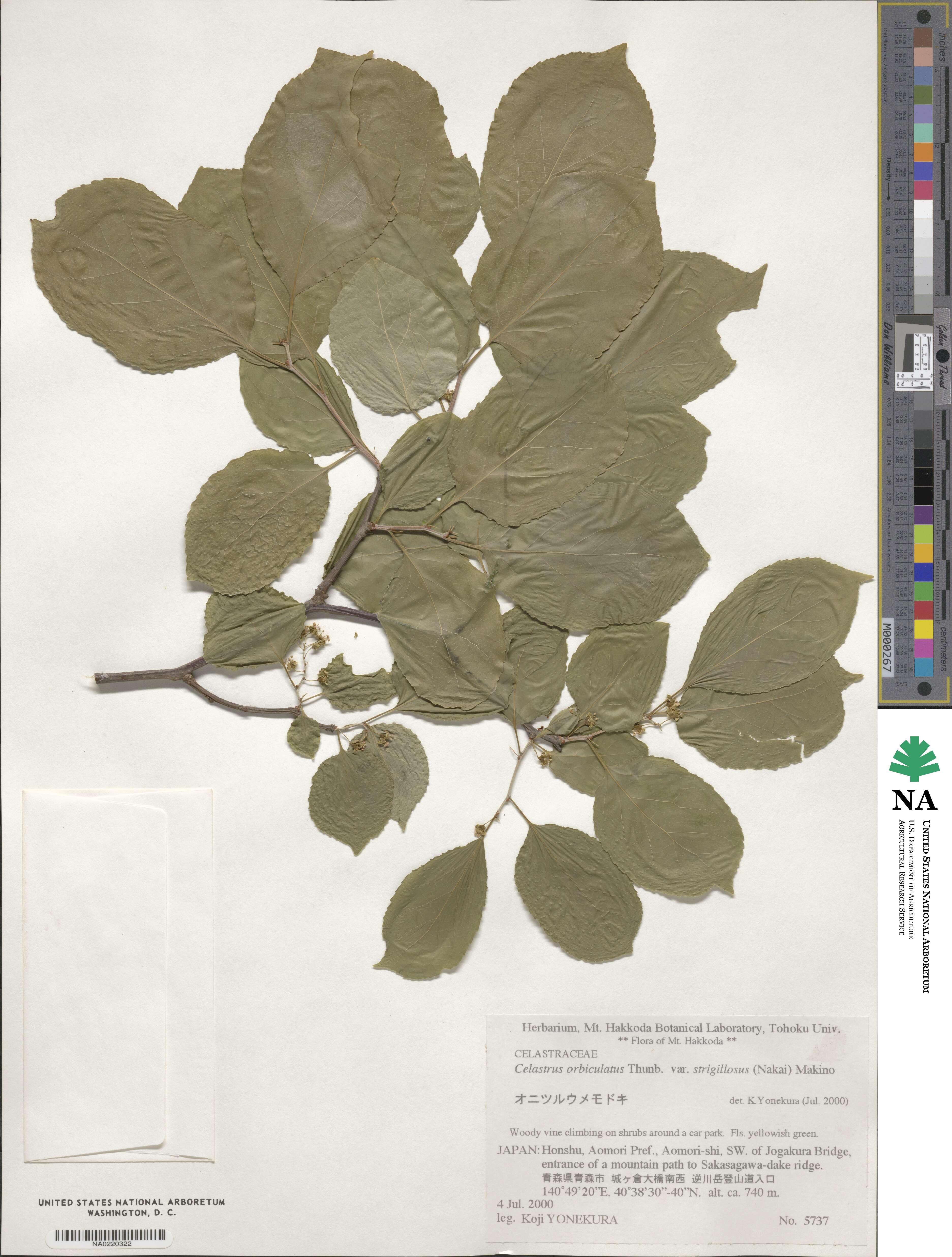 Celastrus orbiculatus var. strigillosus image
