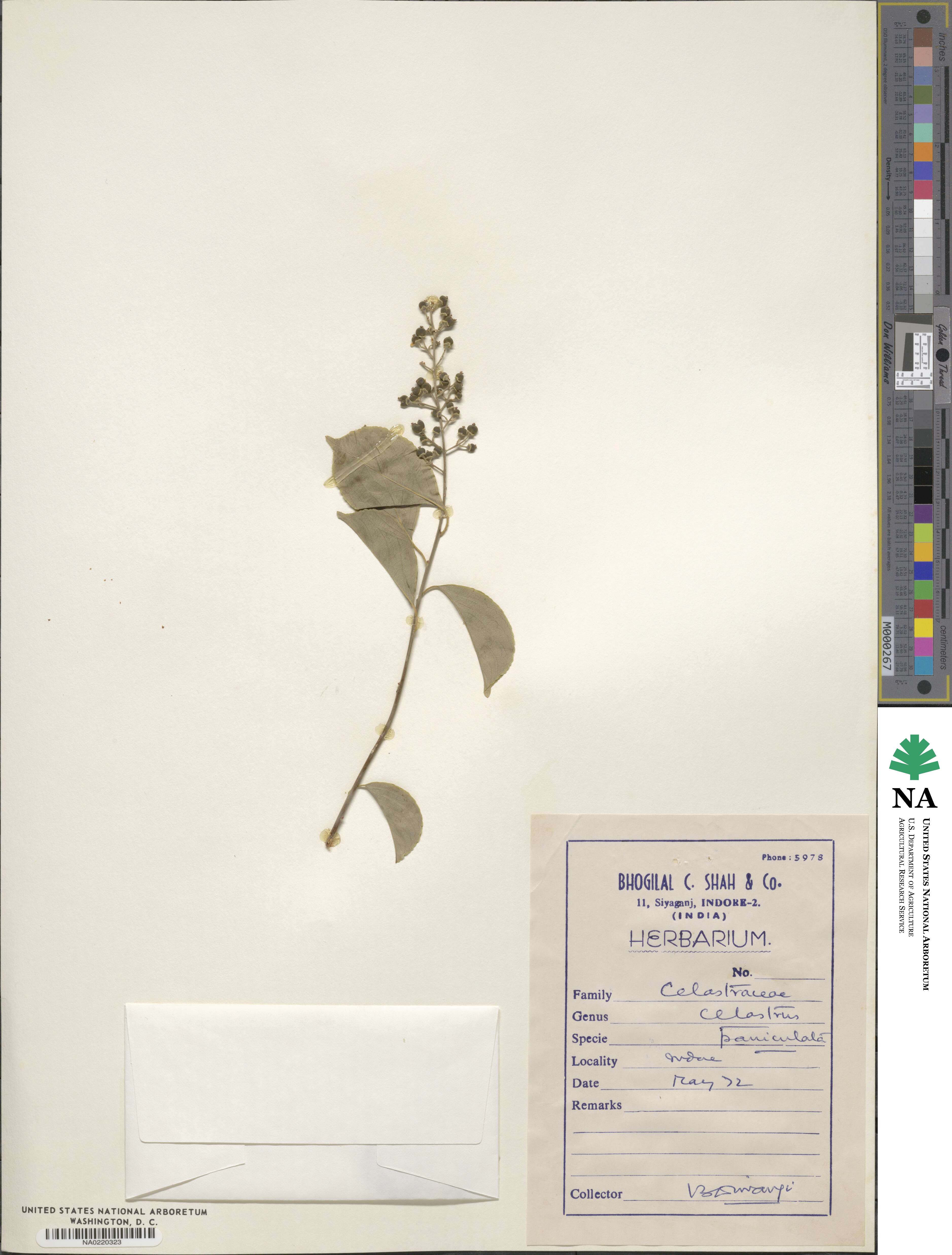 Celastrus paniculatus image