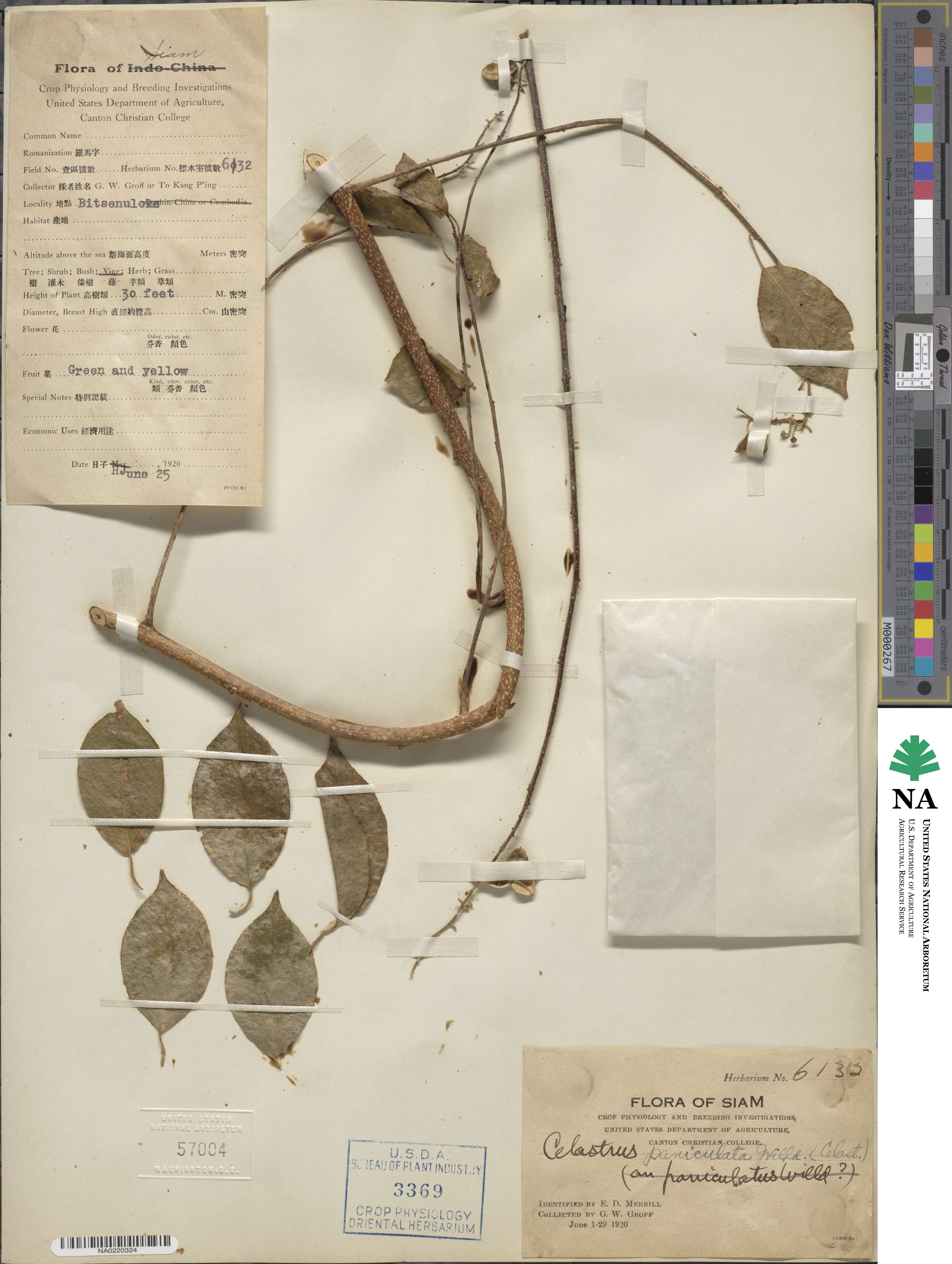 Celastrus paniculatus image