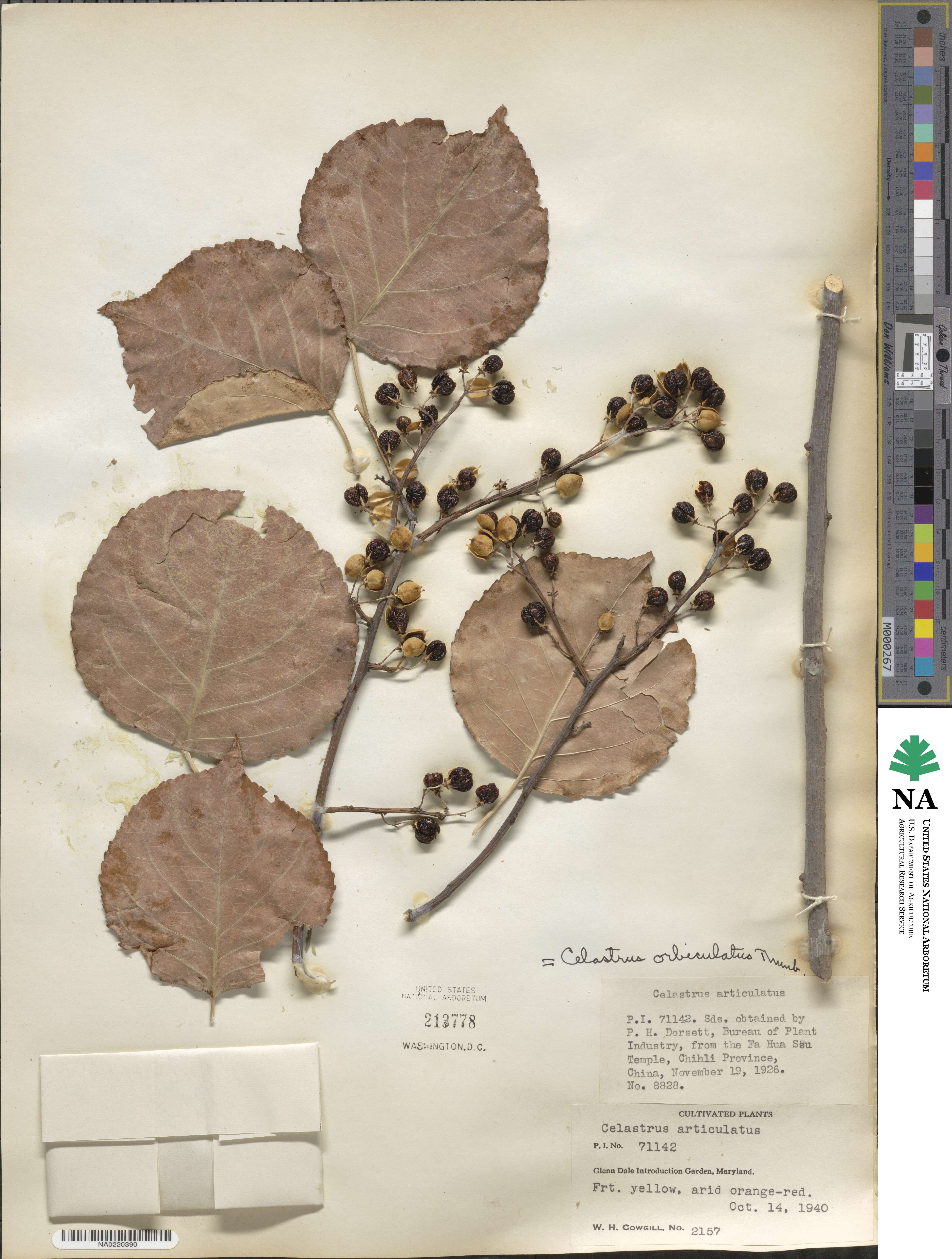 Celastraceae image
