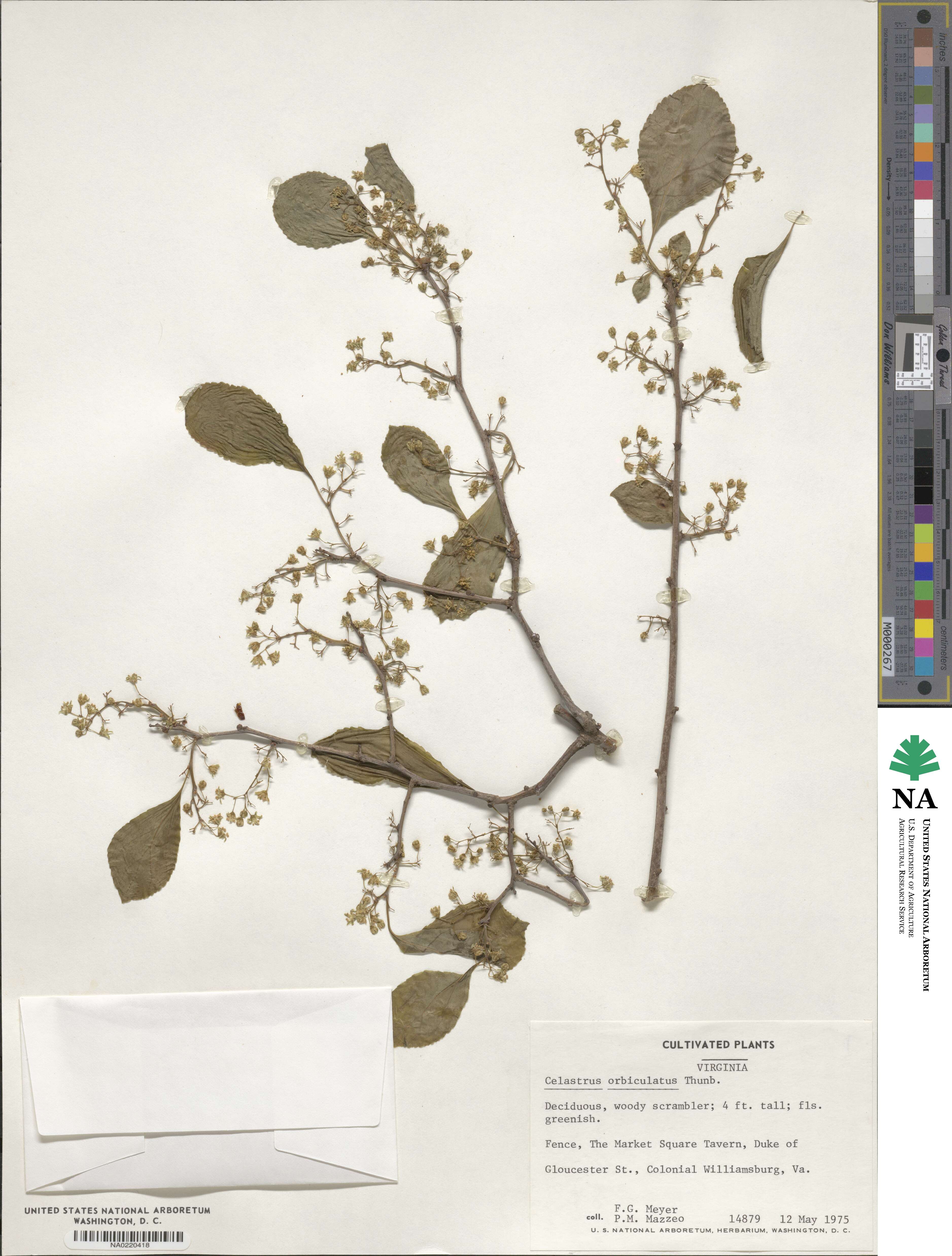 Celastrus orbiculatus image
