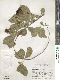 Celastrus scandens image