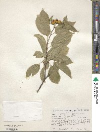 Celastrus scandens image