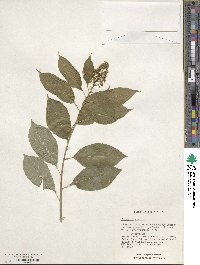 Celastrus scandens image