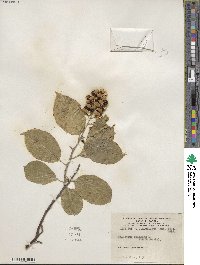 Celastrus scandens image