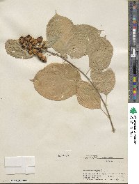 Celastrus scandens image