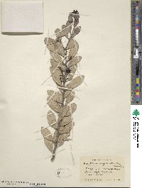 Tricerma phyllanthoides image