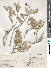 Tricerma phyllanthoides image