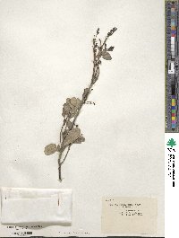 Tricerma phyllanthoides image