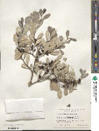 Tricerma phyllanthoides image