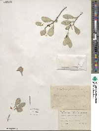 Tricerma phyllanthoides image