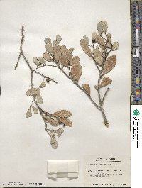 Tricerma phyllanthoides image