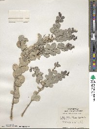 Tricerma phyllanthoides image