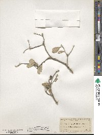 Tricerma phyllanthoides image