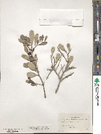 Tricerma phyllanthoides image