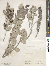 Tricerma phyllanthoides image