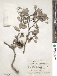 Tricerma phyllanthoides image