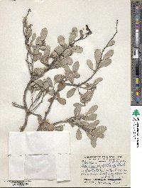 Tricerma phyllanthoides image