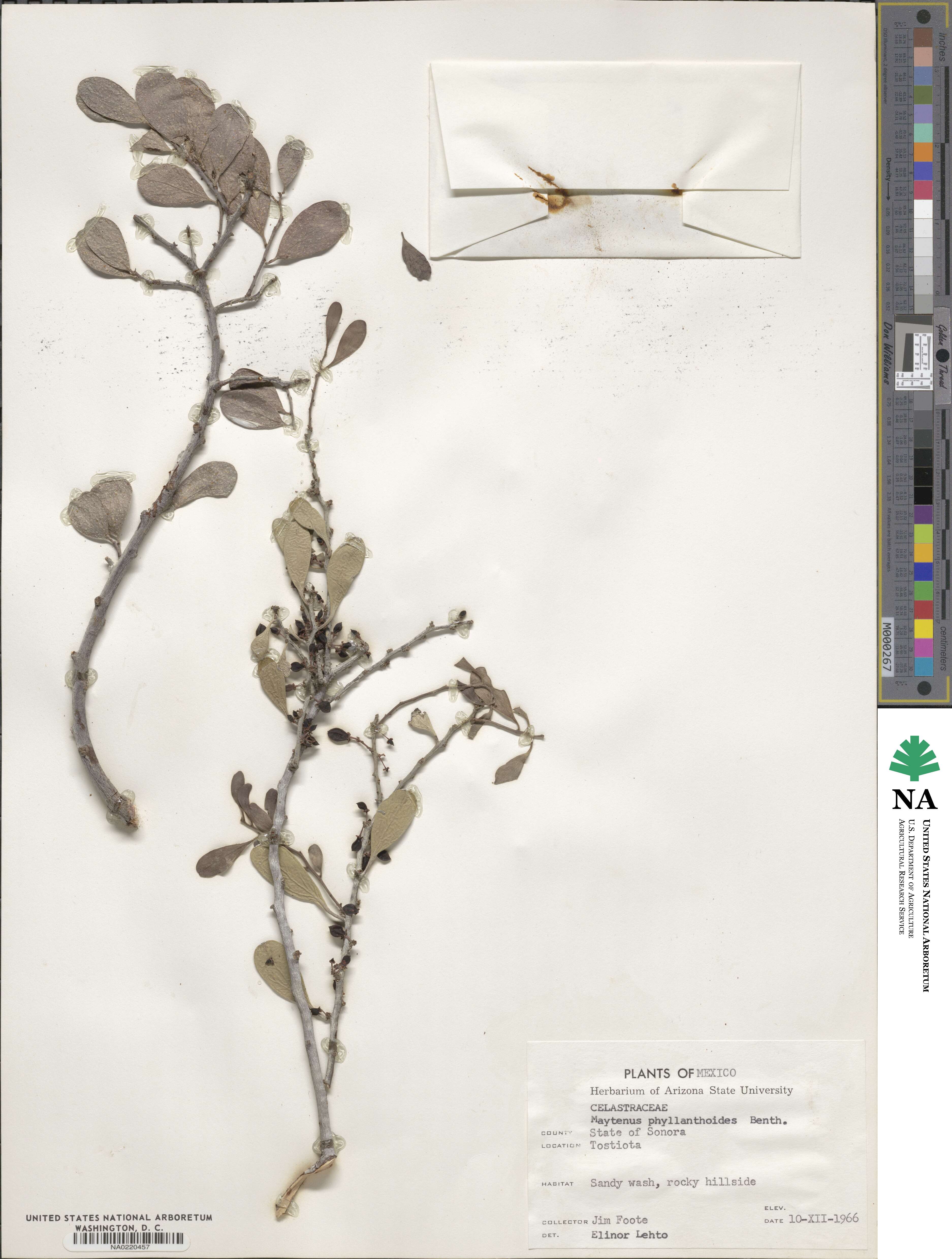 Tricerma phyllanthoides image