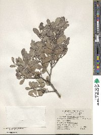 Tricerma phyllanthoides image