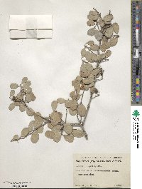 Tricerma phyllanthoides image